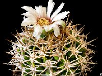 Gymnocalycium castellanosii ferocius ex ferox ferocior © JJ.Houdré.13090402.jpg